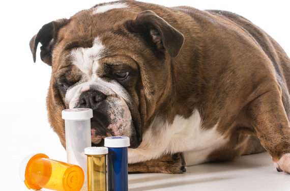 Puis-je donner des suppléments à mon chien?