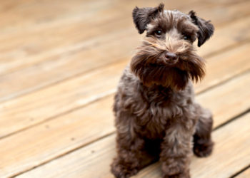 Quels sont les meilleurs chiens d&rsquo;appartement?