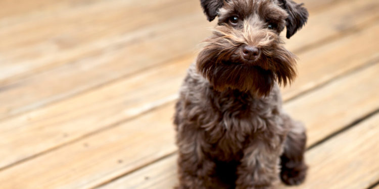 Quels sont les meilleurs chiens d’appartement?