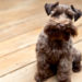 Quels sont les meilleurs chiens d’appartement?