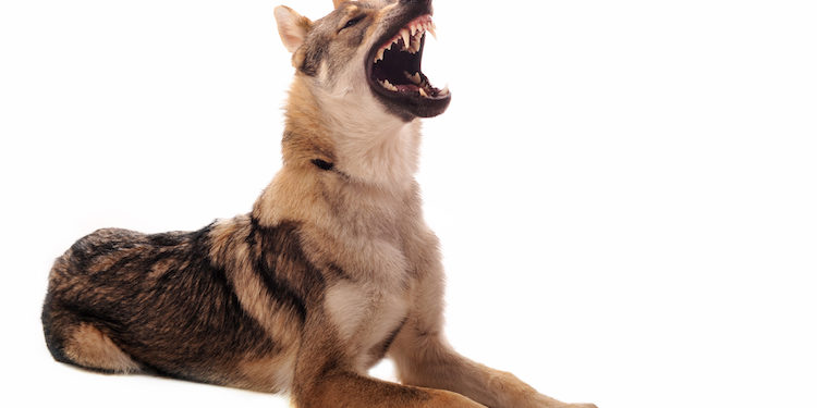 Races de chiens dangereuses, quels chiens sont légalement interdits?