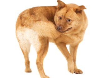 Trouble compulsif du chien |  TOC chez les chiens |  Comportement étrange du chien