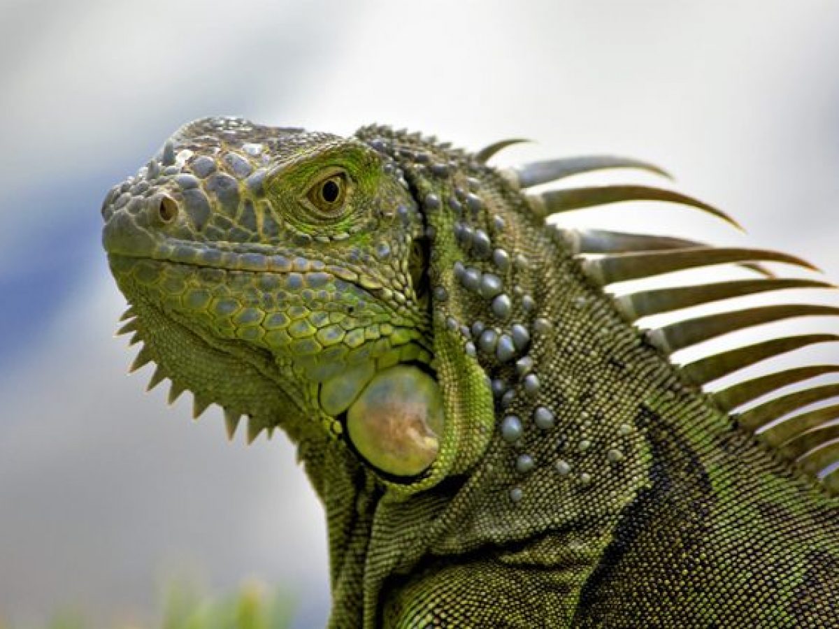 carte-d'élevage-d'iguane-d'un-reptile-particulier
