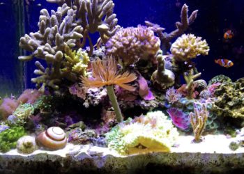 voici comment composer votre aquarium