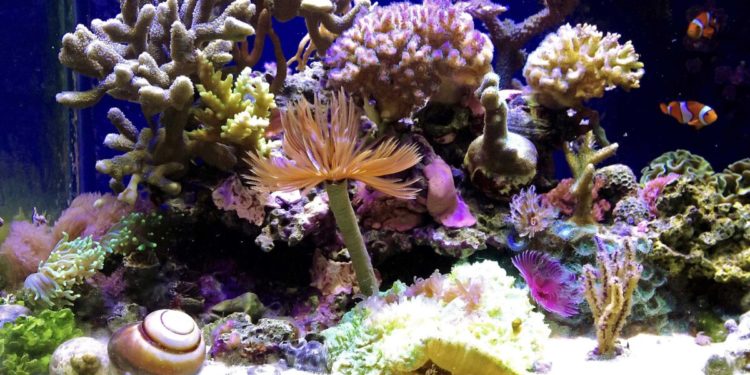 voici comment composer votre aquarium