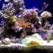 voici comment composer votre aquarium