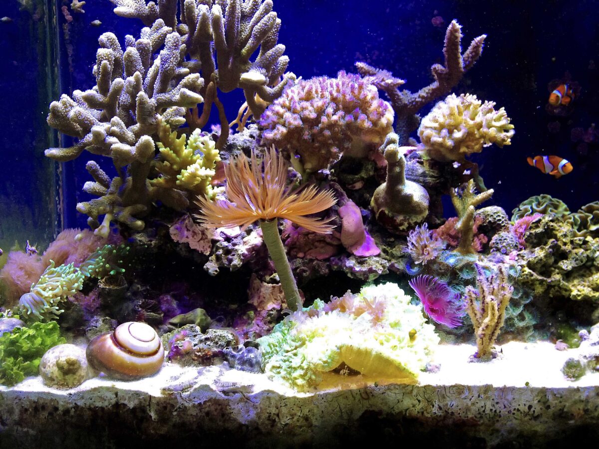 poissons-d'aquarium-tropicaux-comment-construire-votre-aquarium-7