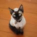 10 races de chats hypoallergéniques |  Animauxinfo