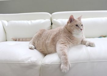 Conseils de perte de poids pour chat de Bronson le chat de 33 livres