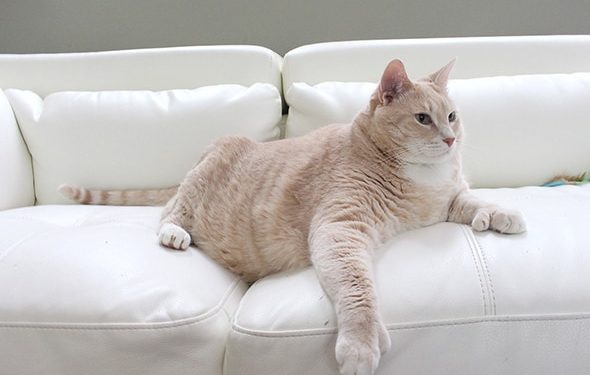 Conseils de perte de poids pour chat de Bronson le chat de 33 livres