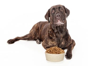 La meilleure nourriture pour chiens – À quoi ça ressemble et comment la trouver |  Animauxinfo