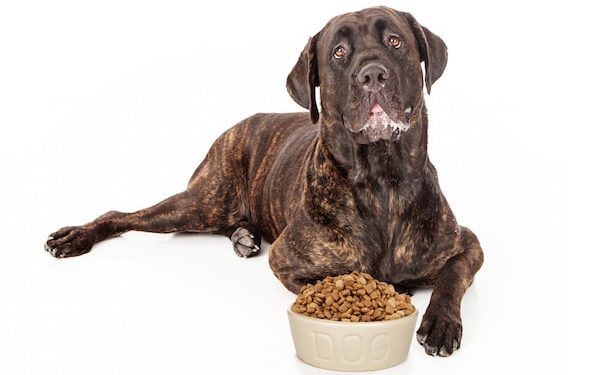 La meilleure nourriture pour chiens – À quoi ça ressemble et comment la trouver |  Animauxinfo