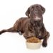 La meilleure nourriture pour chiens – À quoi ça ressemble et comment la trouver |  Animauxinfo