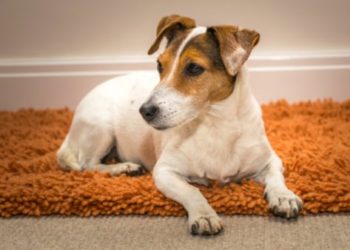 Cataractes chez les chiens: tout ce que vous devez savoir