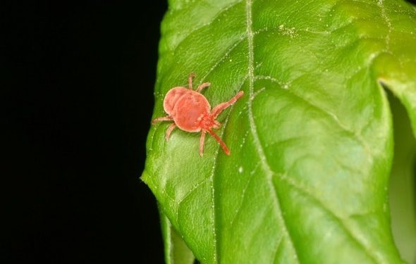 Chiggers on Dogs: ce que vous devez savoir