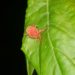 Chiggers on Dogs: ce que vous devez savoir
