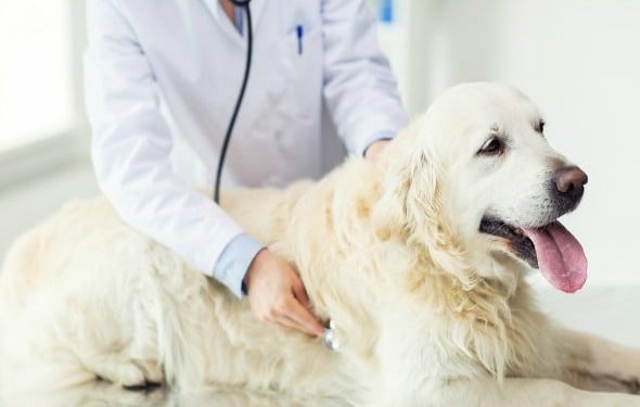 Chimiothérapie pour chiens: tout ce que vous devez savoir