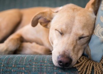 Circovirus chez les chiens: symptômes, causes et traitement