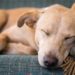 Circovirus chez les chiens: symptômes, causes et traitement