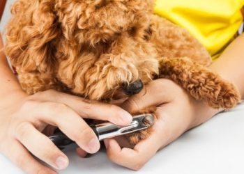 Clipping Nails: Un guide pratique pour les chiots (et les chiens)