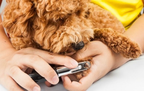 Clipping Nails: Un guide pratique pour les chiots (et les chiens)
