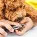 Clipping Nails: Un guide pratique pour les chiots (et les chiens)