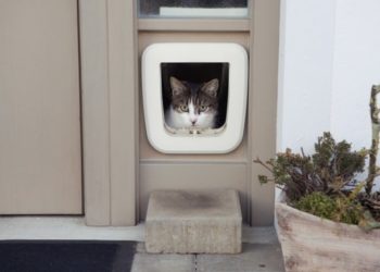 Comment apprendre à votre chat à utiliser une chatière