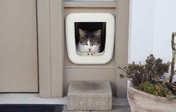 Comment apprendre à votre chat à utiliser une chatière