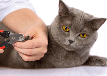 Comment couper les ongles de chat