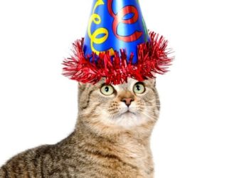 Comment organiser une fête d’anniversaire de chat