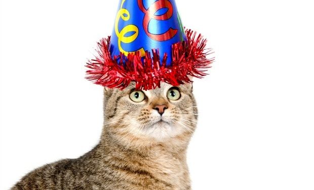 Comment organiser une fête d’anniversaire de chat