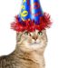 Comment organiser une fête d’anniversaire de chat