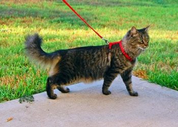 Comment promener un chat (et vivre pour en parler)