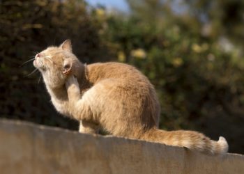 Comment savoir si votre chat a des puces