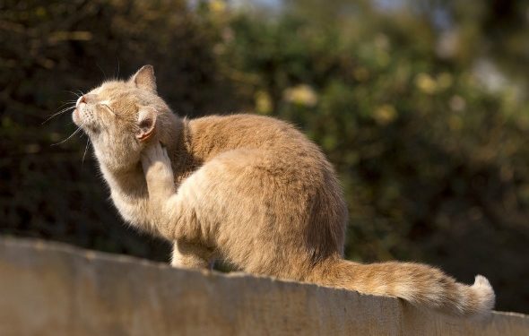 Comment savoir si votre chat a des puces
