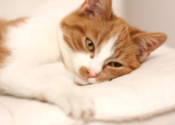 Comment savoir si votre chat est malade