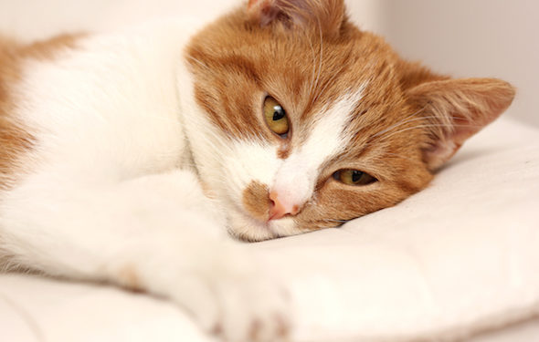 Comment savoir si votre chat est malade