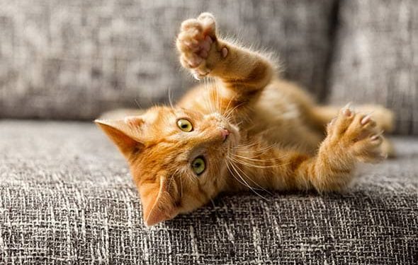 Comment socialiser votre chaton