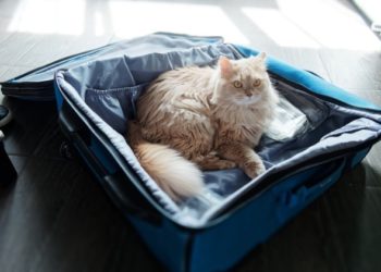 Comment voyager avec un chat