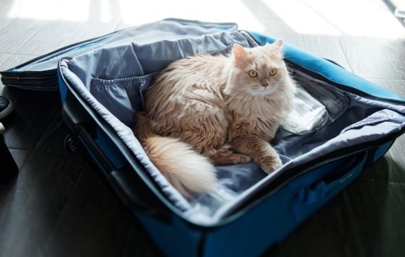 Comment voyager avec un chat