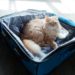 Comment voyager avec un chat