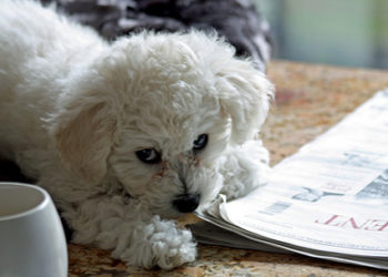 Communication canine: comment interpréter le chien