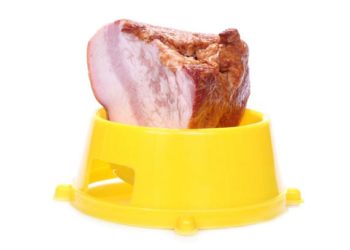 Confusion entre les besoins en protéines et les aliments pour animaux de haute qualité, selon une enquête Animauxinfo