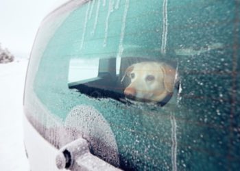 Conseils de sécurité par temps froid pour voyager avec un animal domestique