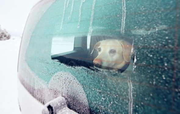 Conseils de sécurité par temps froid pour voyager avec un animal domestique