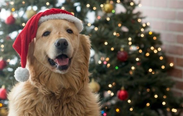 Conseils de sécurité pour les arbres de Noël pour les parents d’animaux