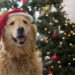 Conseils de sécurité pour les arbres de Noël pour les parents d’animaux