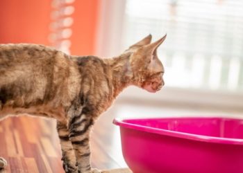 Conseils pour nettoyer un bac à litière