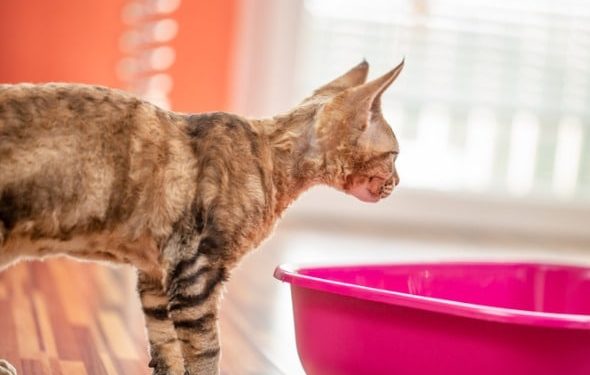 Conseils pour nettoyer un bac à litière