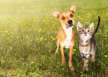 Contrôle des puces et des tiques dans la cour |  Chien de contrôle, puces de chat